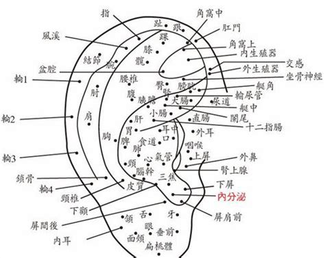 耳輪有痣女|面相：耳朵有痣算命圖解，全位置對照，看看你是哪一。